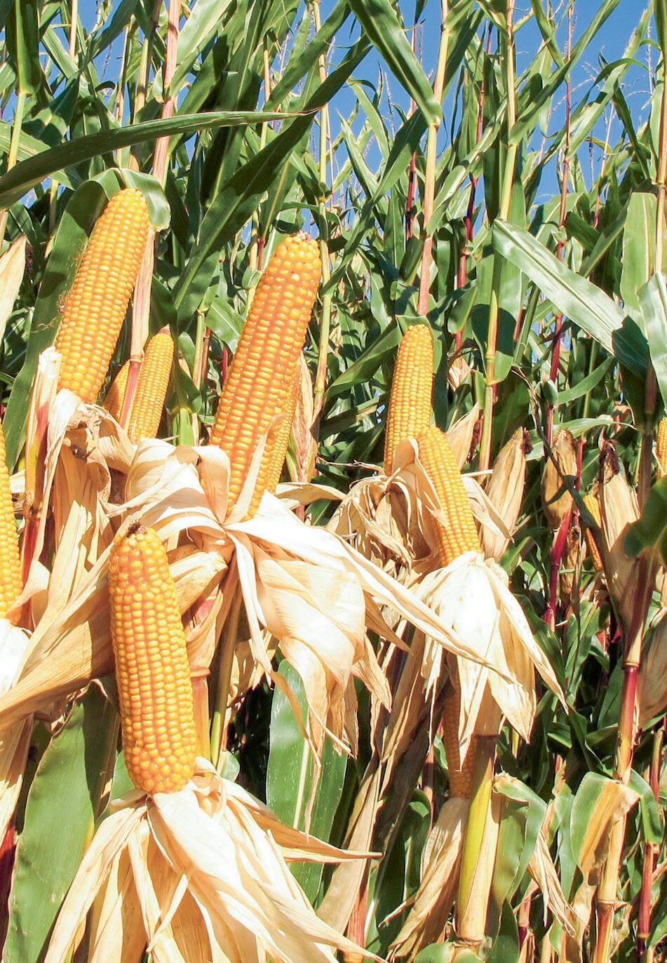 Un ma&#xEF;s pr&#xEA;t pour la r&#xE9;colte.