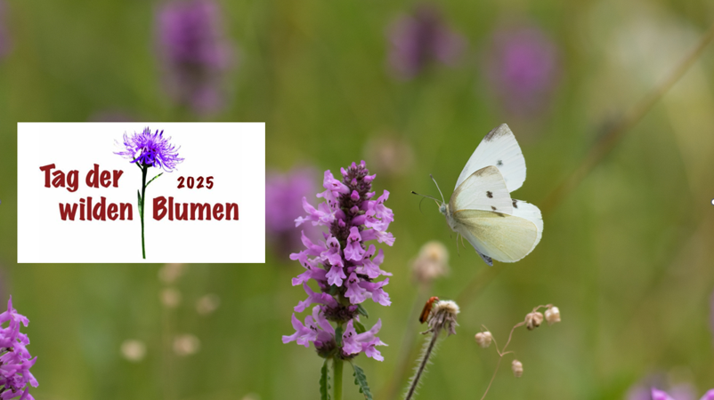 2. Tag der wilden Blumen – Wildpflanzen und ihre Lebensräume (Tagung)