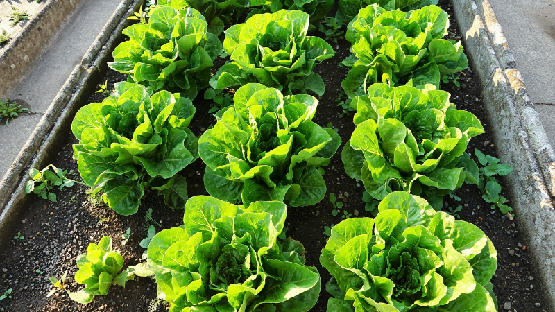 4. Fachtagung Regionalprodukte