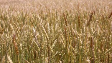 Impression Bio-Getreideversuch