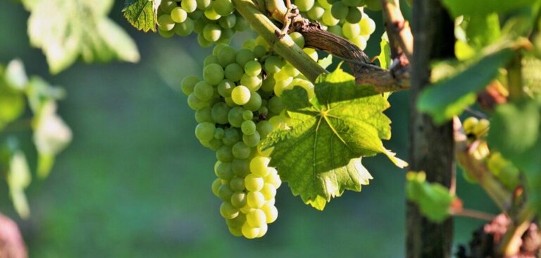 Cépages robustes, vin du futur ? Édition 2025