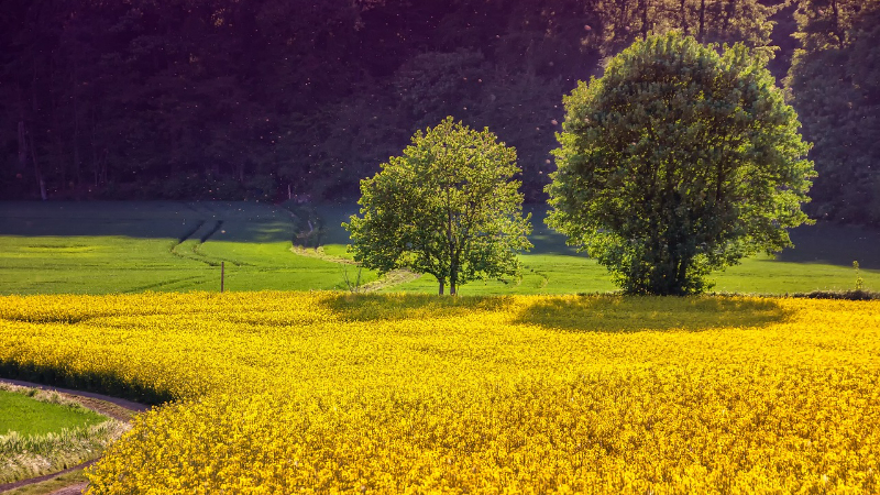 Erfahrungsaustausch Agroforst