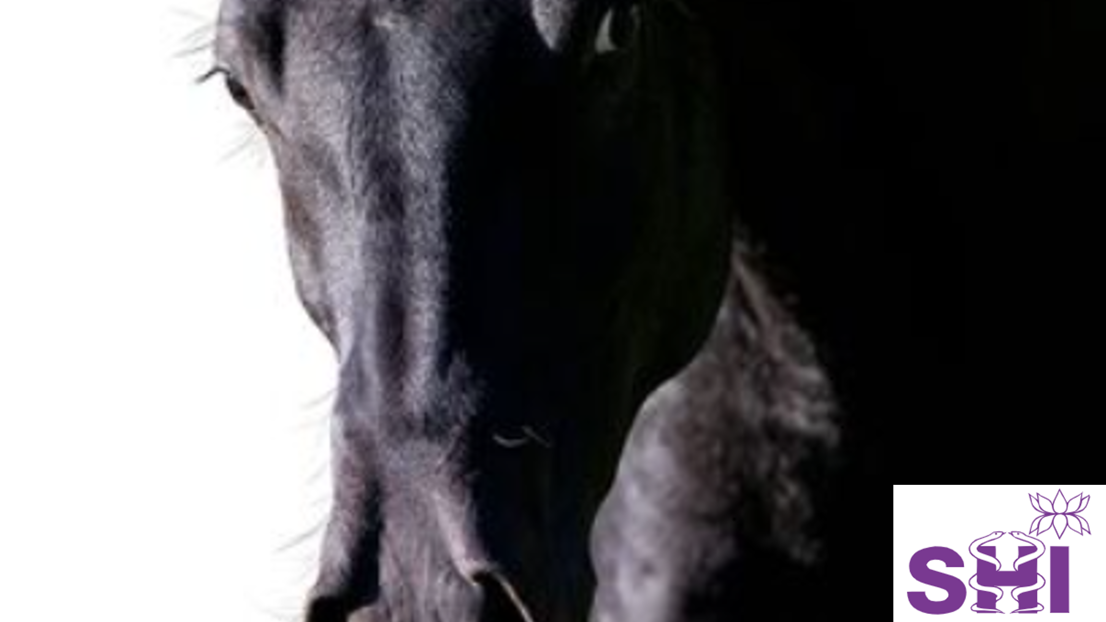 Erkrankungen der Pferde