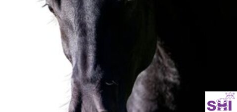 Erkrankungen der Pferde