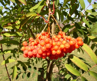 Impression Fruchtiges Walderlebnis Mogelsberg
