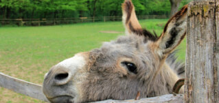 Haltungsanforderungen beim Esel