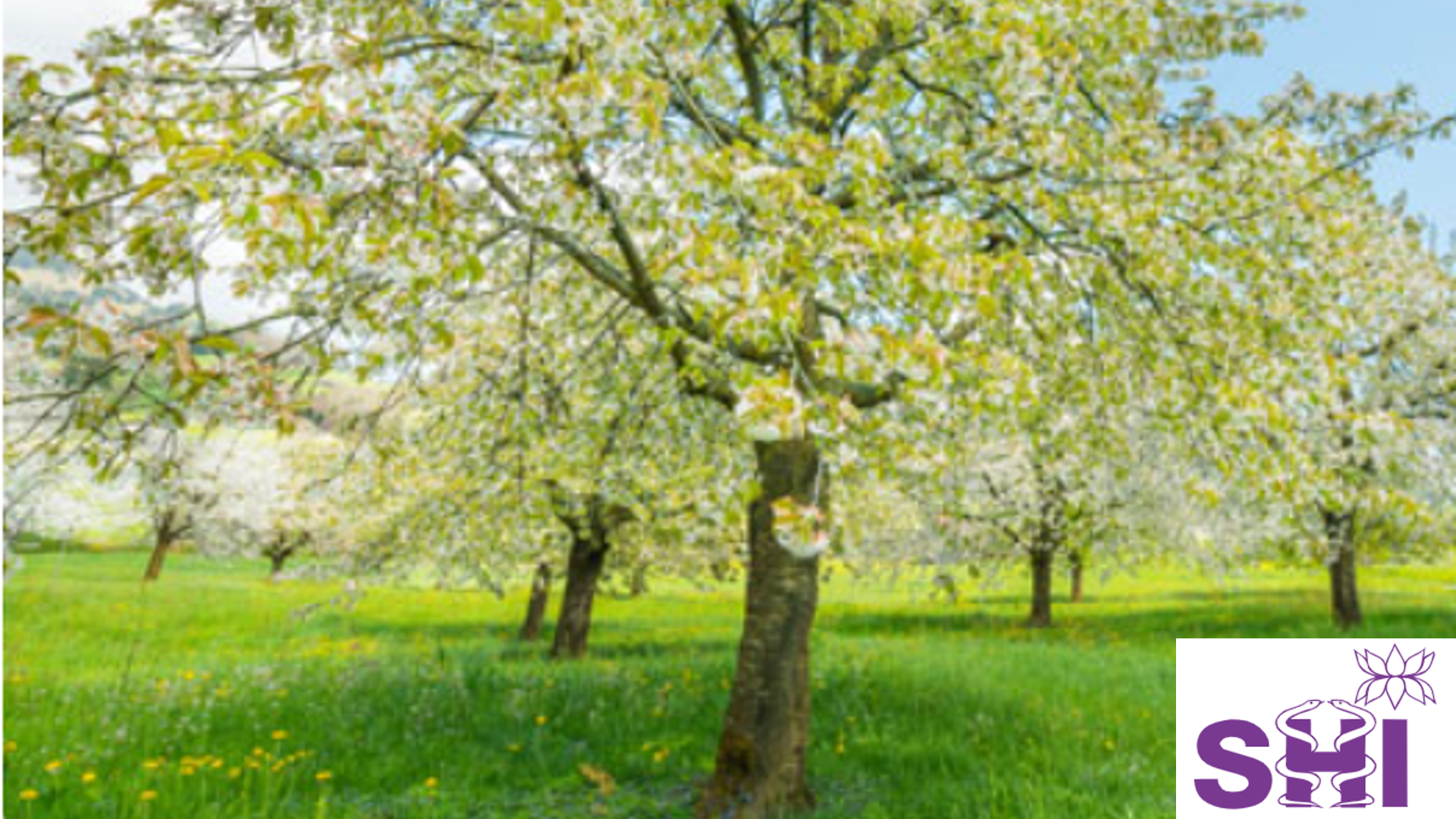 Homöopathie für Bäume