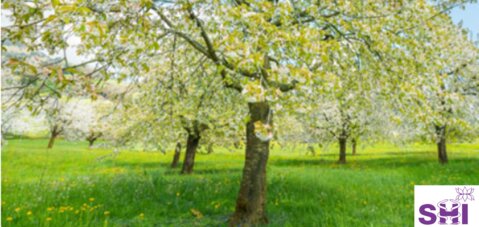 Homöopathie für Bäume