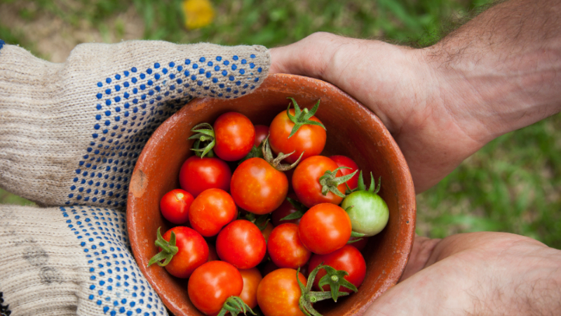 Innovative Agro-Food-Wertschöpfungsketten - Online-Angebot