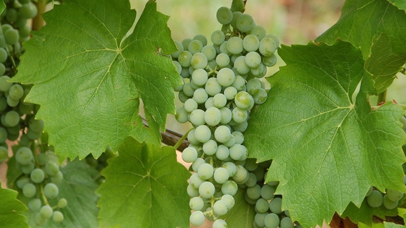 Muscaris Information & Degustation