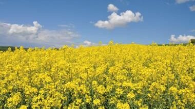 Impression Plateformes d'innovation céréales