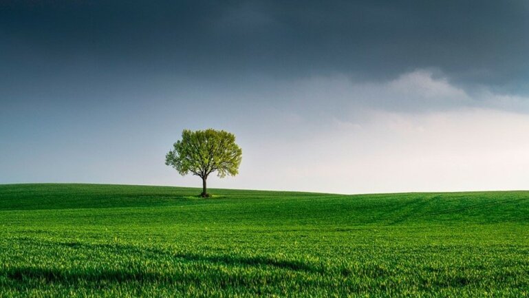 Impression Schnitt und Pflege von Hochstammbäumen