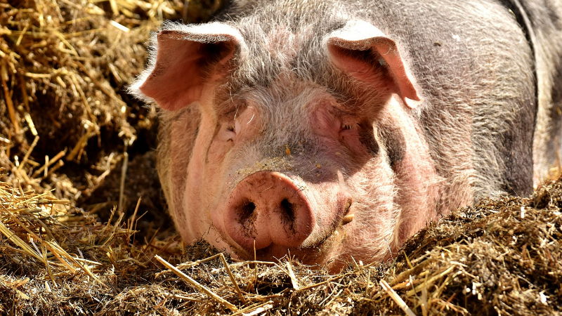 Schweinefachtagung 2023