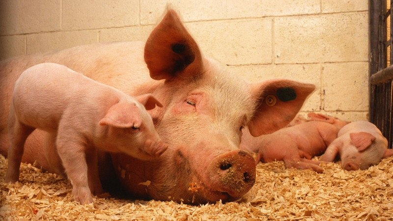 Schweinekurs kompakt