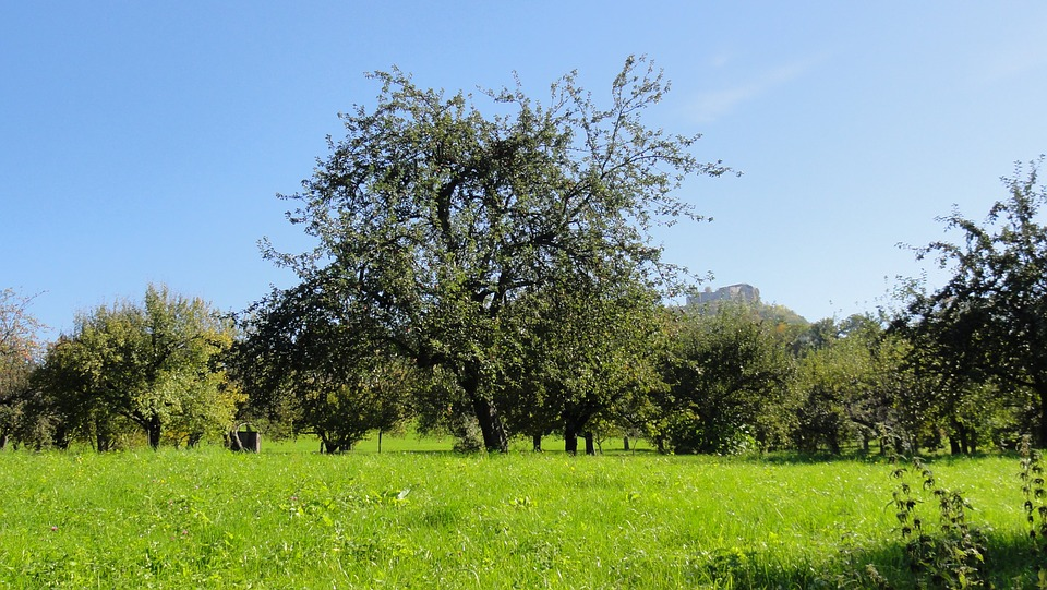 Impression Sommerkurs Bio-Obstbau für den Erwerbsobstbau