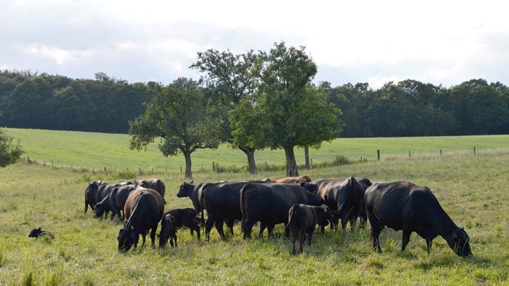 Impression Umstellung auf Biolandbau - Tierhaltung