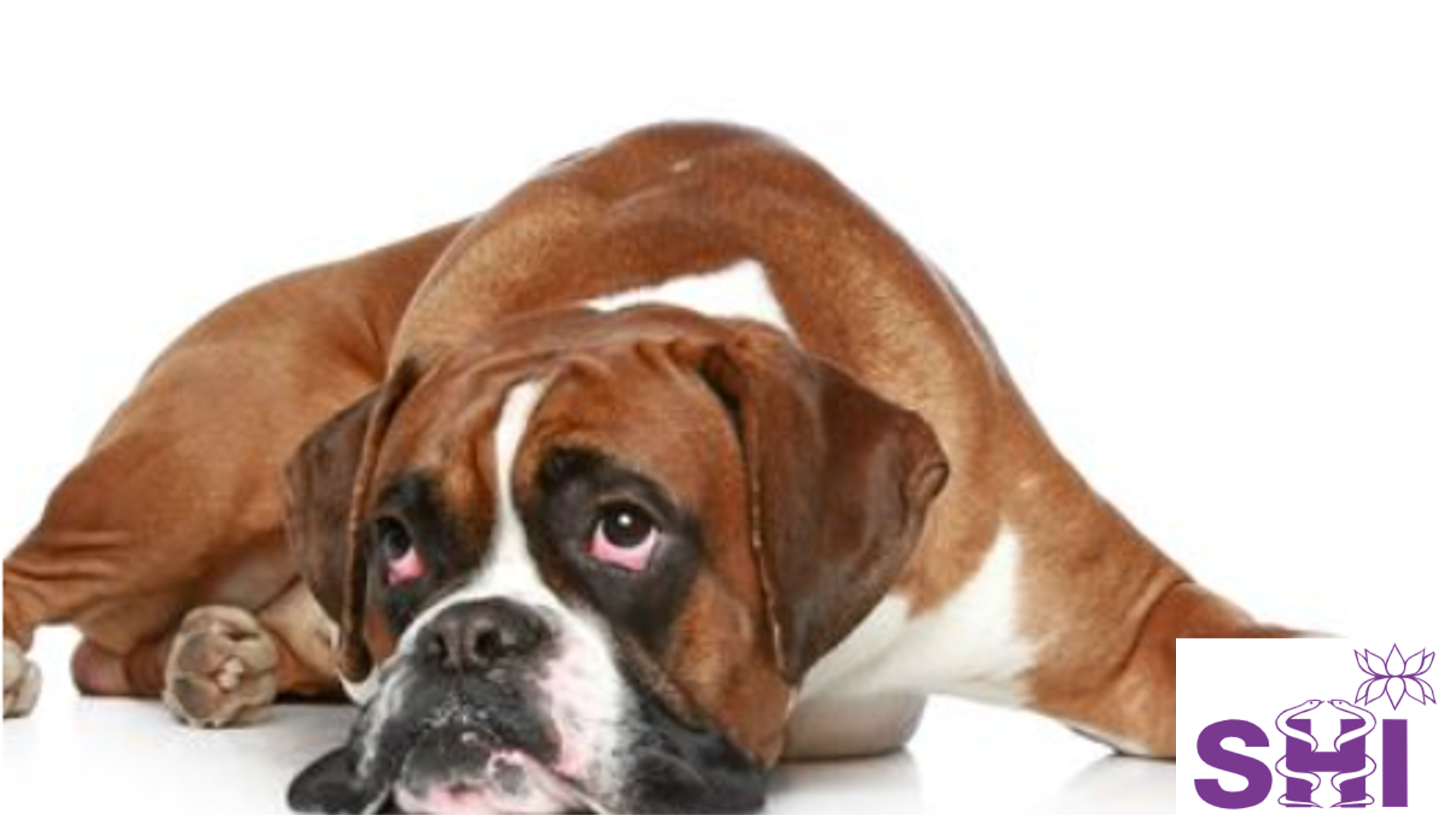 Verdauungsbeschwerden Kleintiere