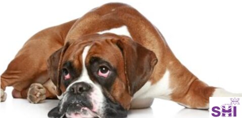 Verdauungsbeschwerden Kleintiere