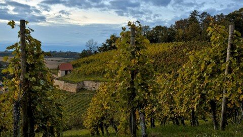 Impression Wädenswiler Weintage 2022