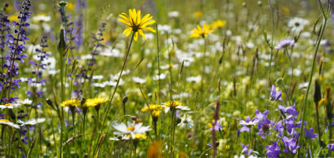 Wildblumentag 2027