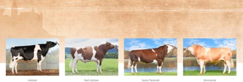 Marhe-concours de bulle 2025