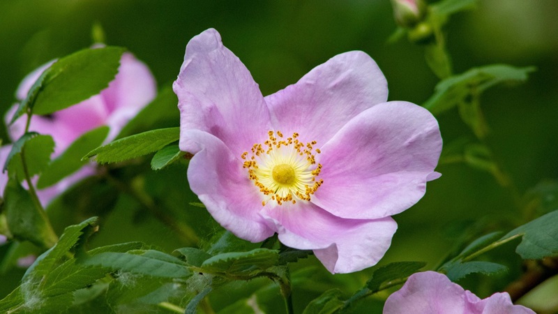 2. Tag der wilden Blumen – Wildpflanzen und ihre Lebensräume (Tagung)