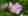 2. Tag der wilden Blumen – Wildpflanzen und ihre Lebensräume (Tagung)
