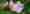 2. Tag der wilden Blumen – Wildpflanzen und ihre Lebensräume (Tagung)