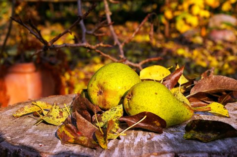 Biresassa-Würfel