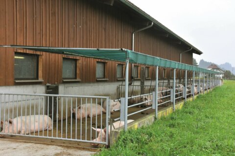 02_Galtsauen_im_Auslauf