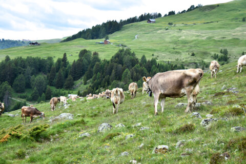 1000 Kühe auf der Alp_fr_Keller