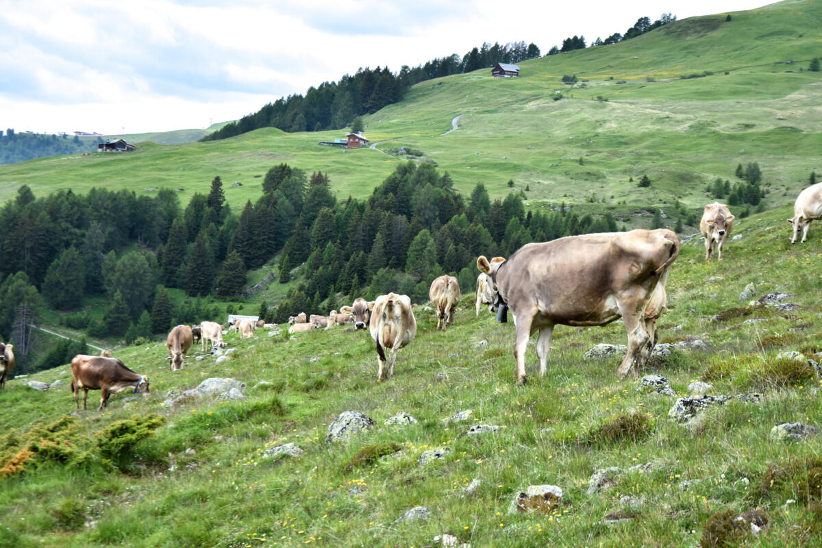 Sent ist bis heute von Land- und Alpwirtschaft geprägt.