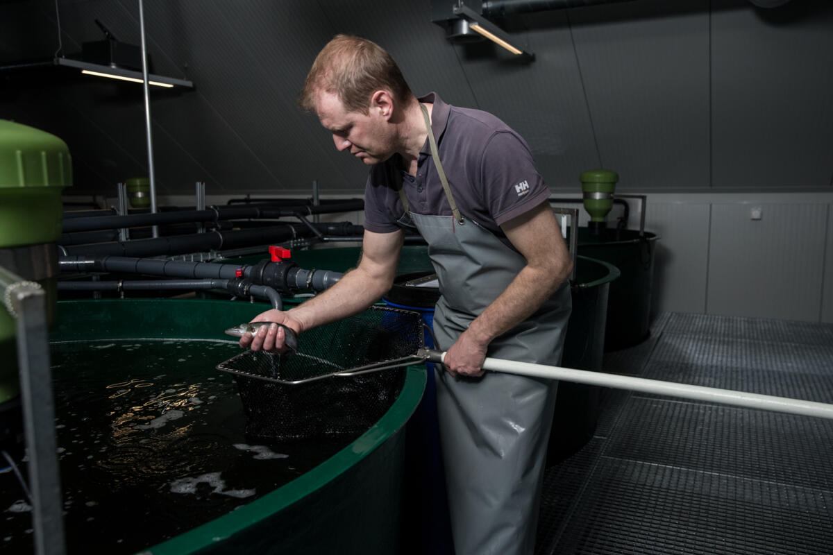 Landwirtschaftliche Fischproduktion in Indoor-Anlagen nur bedingt rentabel