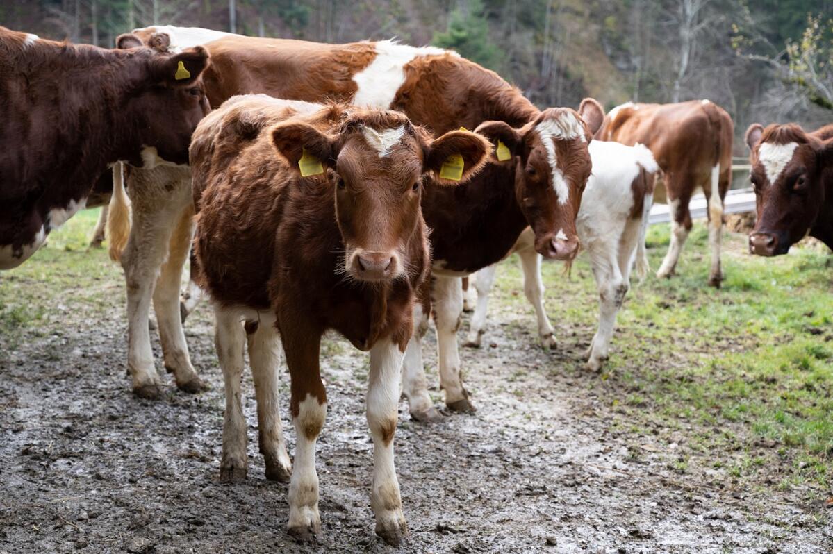 Trafic d'animaux : hausse des émoluments à partir de 2023