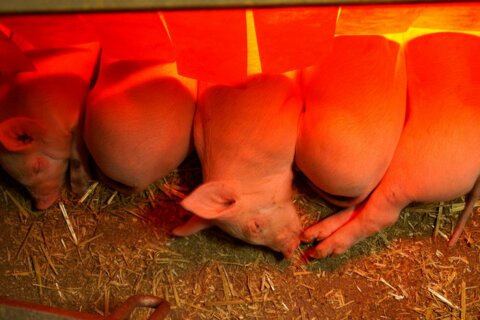 20090430_3537AW_Wollen_wir_den_Kopf_oder_doch_eher_das_Schwänzlein_zuerst_wärmen_7435
