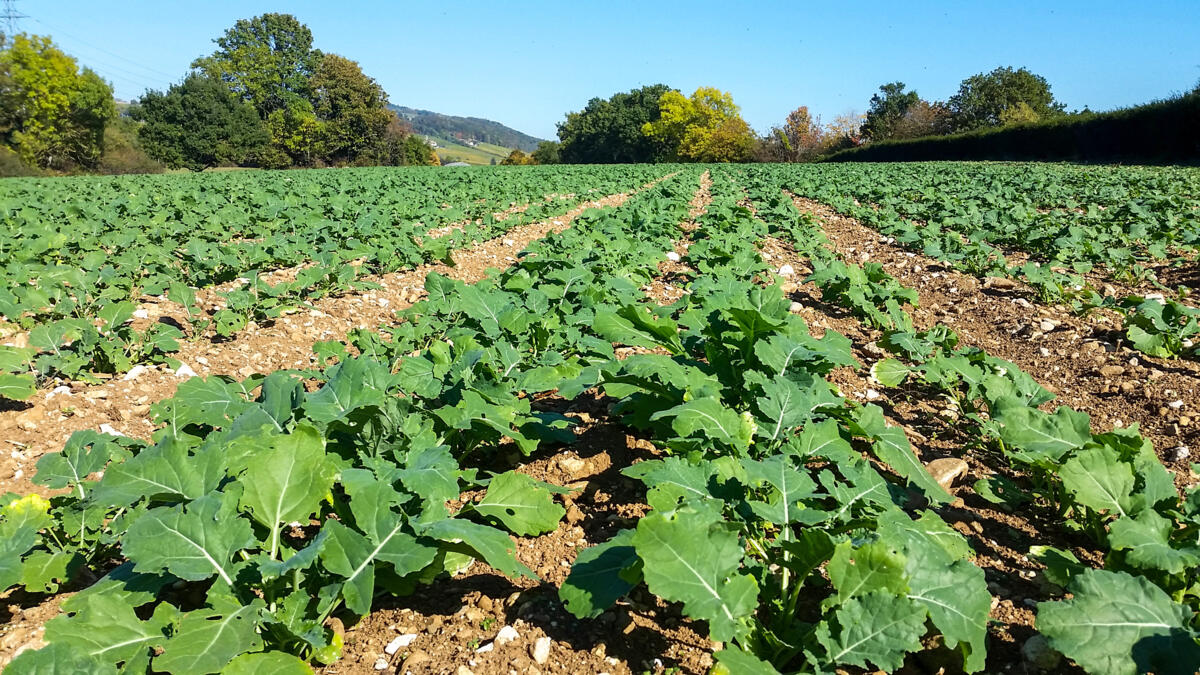 Protéger le colza dès le démarrage