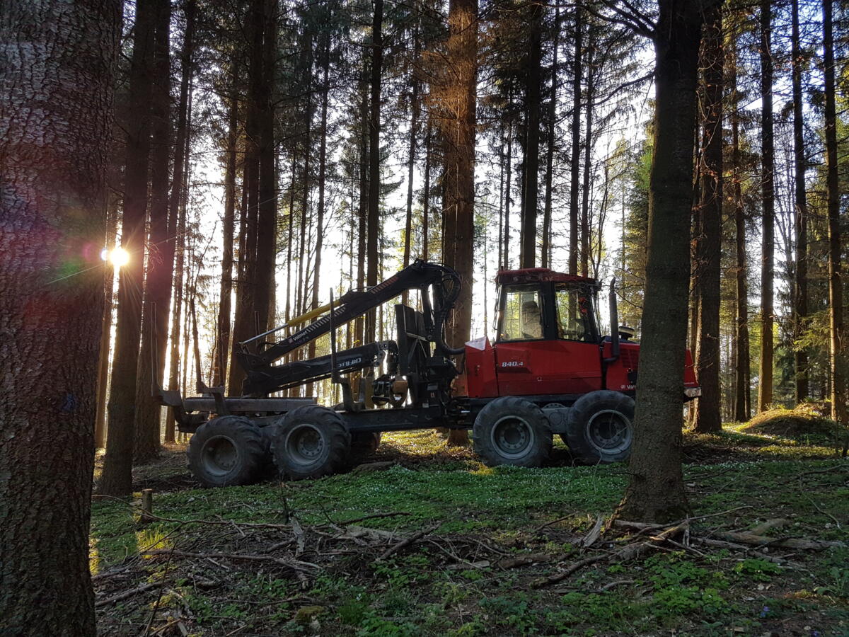 La Stratégie intégrale pour la forêt et le bois 2050 mise sur une gestion forestière active et adaptée aux changements climatiques.