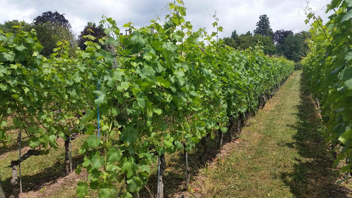 Nos stratégies herbicides pour la viticulture suisse