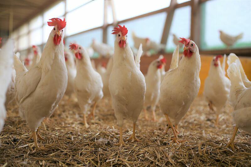 Les prix à la production des œufs ont augmenté en 2025. Les exploitations agricoles ont également obtenu des prix plus élevés que l’année précédente pou...