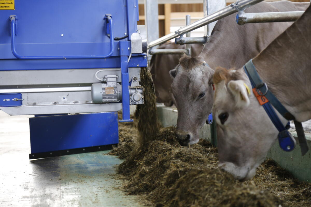 Die Fütterung gehört zu den grössten Direktkosten in der Milchproduktion. Automatisierte Systeme können helfen, Rationen gezielter einzusetzen und Futte...