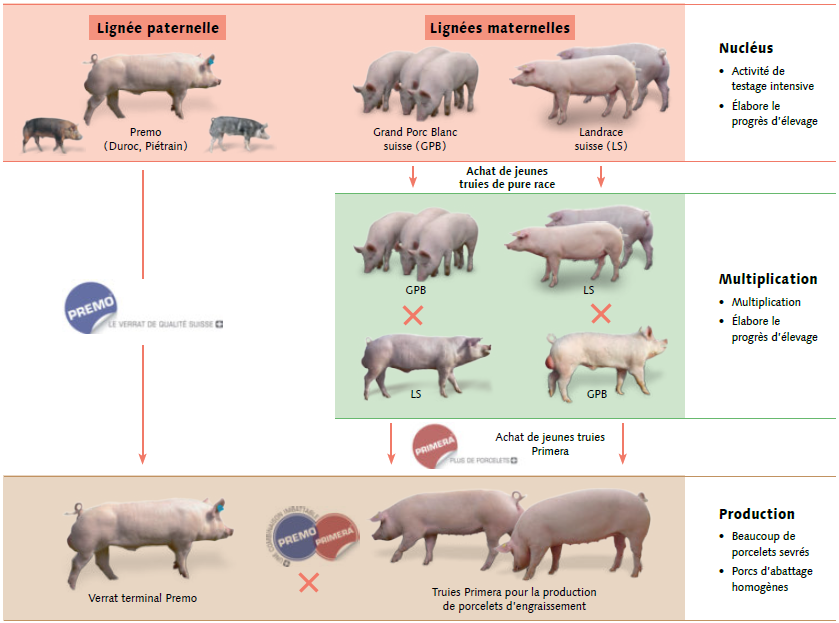 Coût de production, Réussir porc - Tech porc