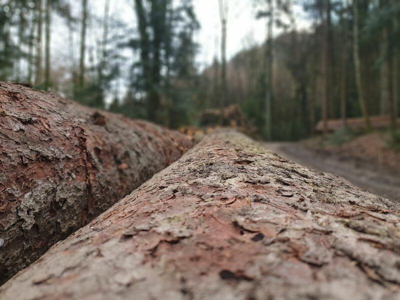 Nouvelle régulation du commerce du bois