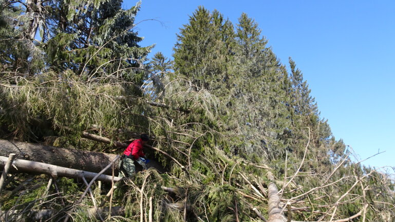 20200416_Pressemitteilung_Unfälle bei Forstarbeiten2