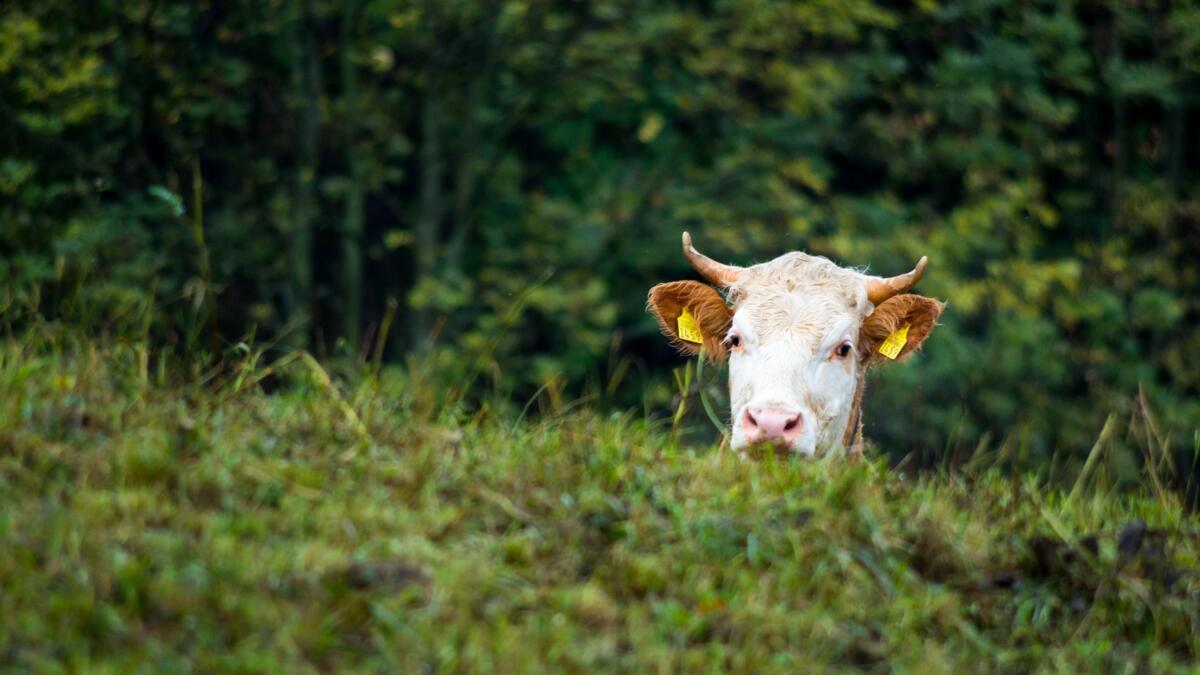 La qualité des données sur les animaux  est disponible sur la plateforme  «Statistiques animales»