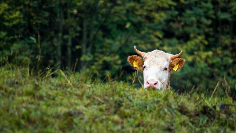 20201215_Tierstatistik_klein