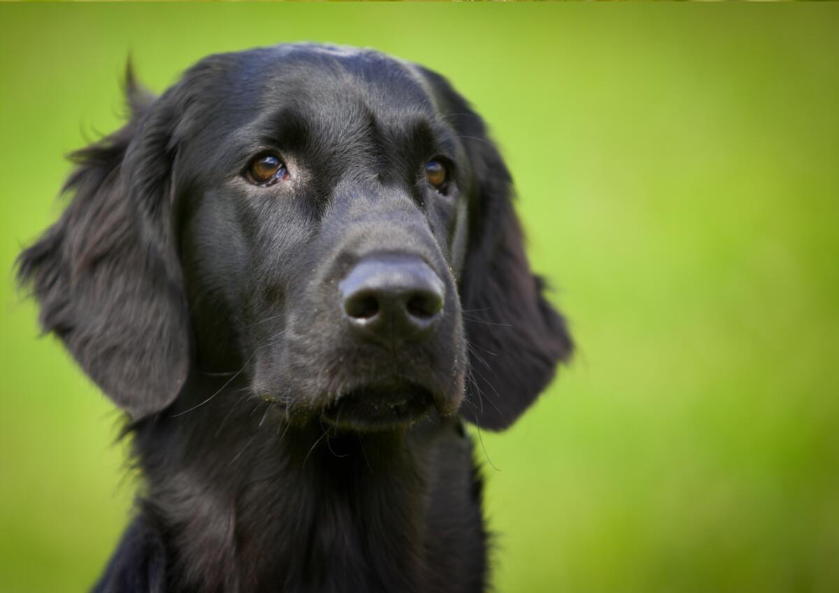 La plateforme « Statistiques animales » fête son 1er anniversaire