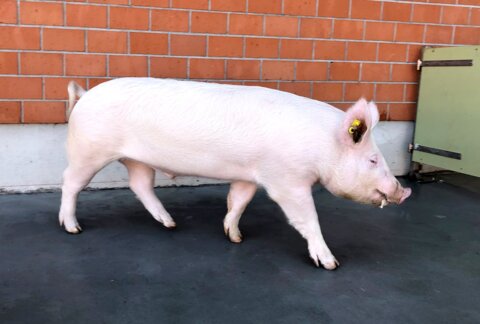 20210325_Bild_2_Edelschweineber__004_