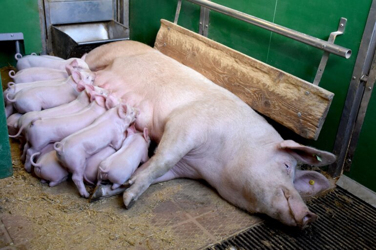 20210511_02_Muttersau_mit_Saugferkeln__004_