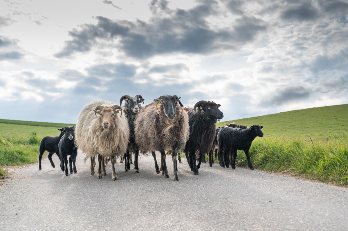 Kleinwiederkäuer pünktlich gemeldet