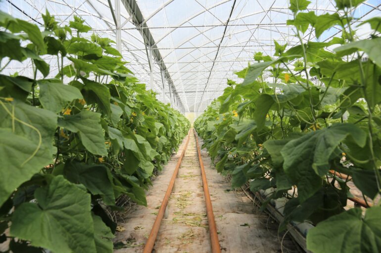 2021_gemüseproduktion-kerzers_lid